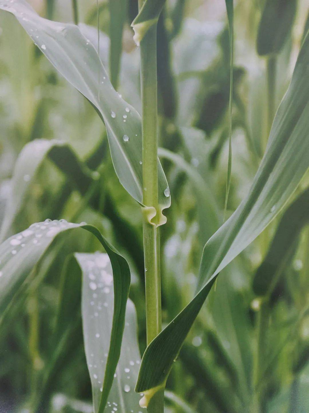 以草代木、天然抗菌、可自然降解,新鄉化纖開創新的“傳奇”——菌草纖維