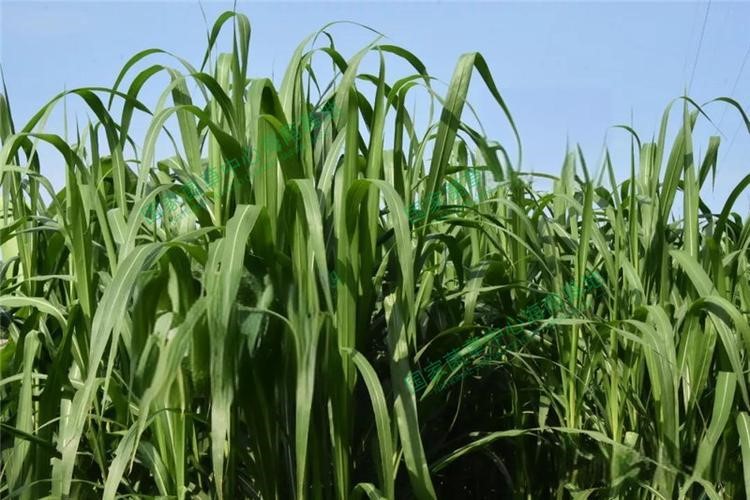 以草代木、天然抗菌、可自然降解,新鄉化纖開創新的“傳奇”——菌草纖維